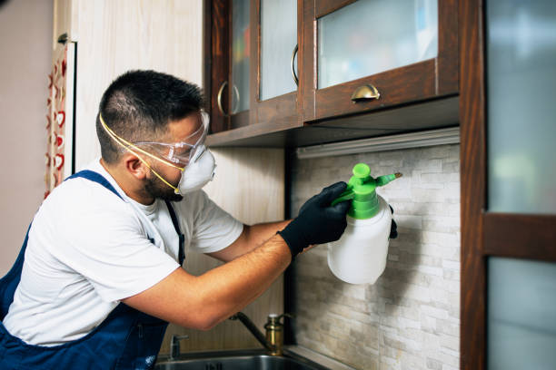 Best Best Pest Control Companies  in Dana Point, CA