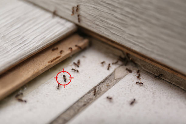 Best Pest Prevention Services  in Dana Point, CA