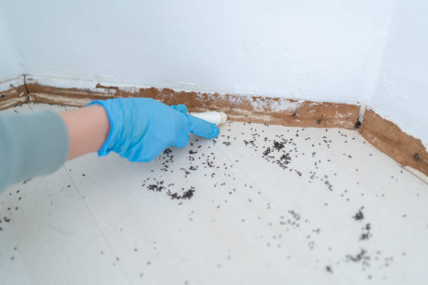 Pest Control Cost in Dana Point, CA